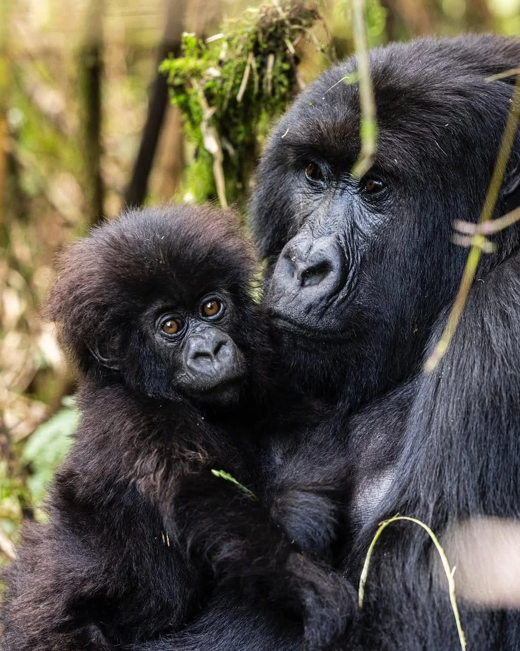 Mountain gorilla family encountered in Uganda