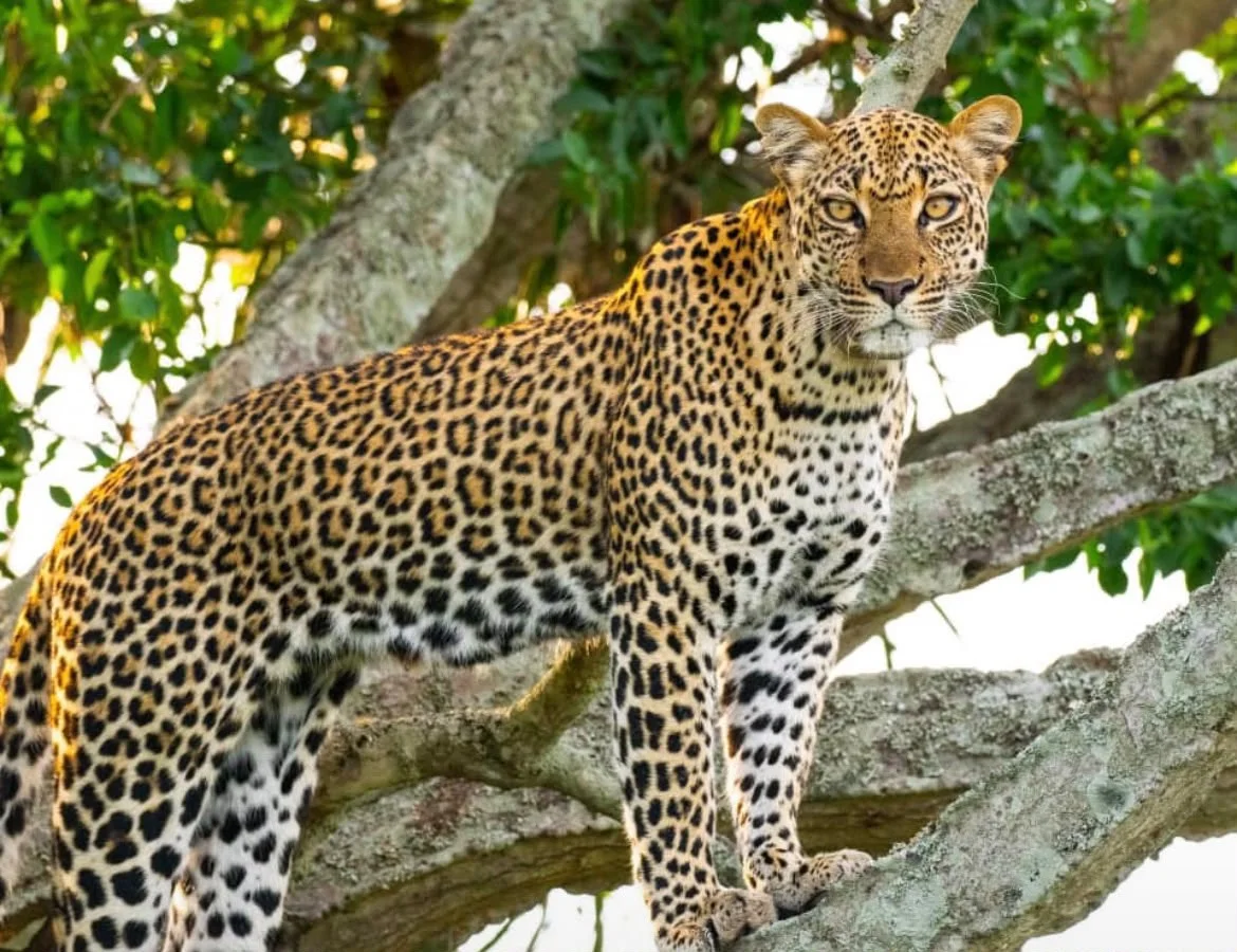 Leopard resting in a tree