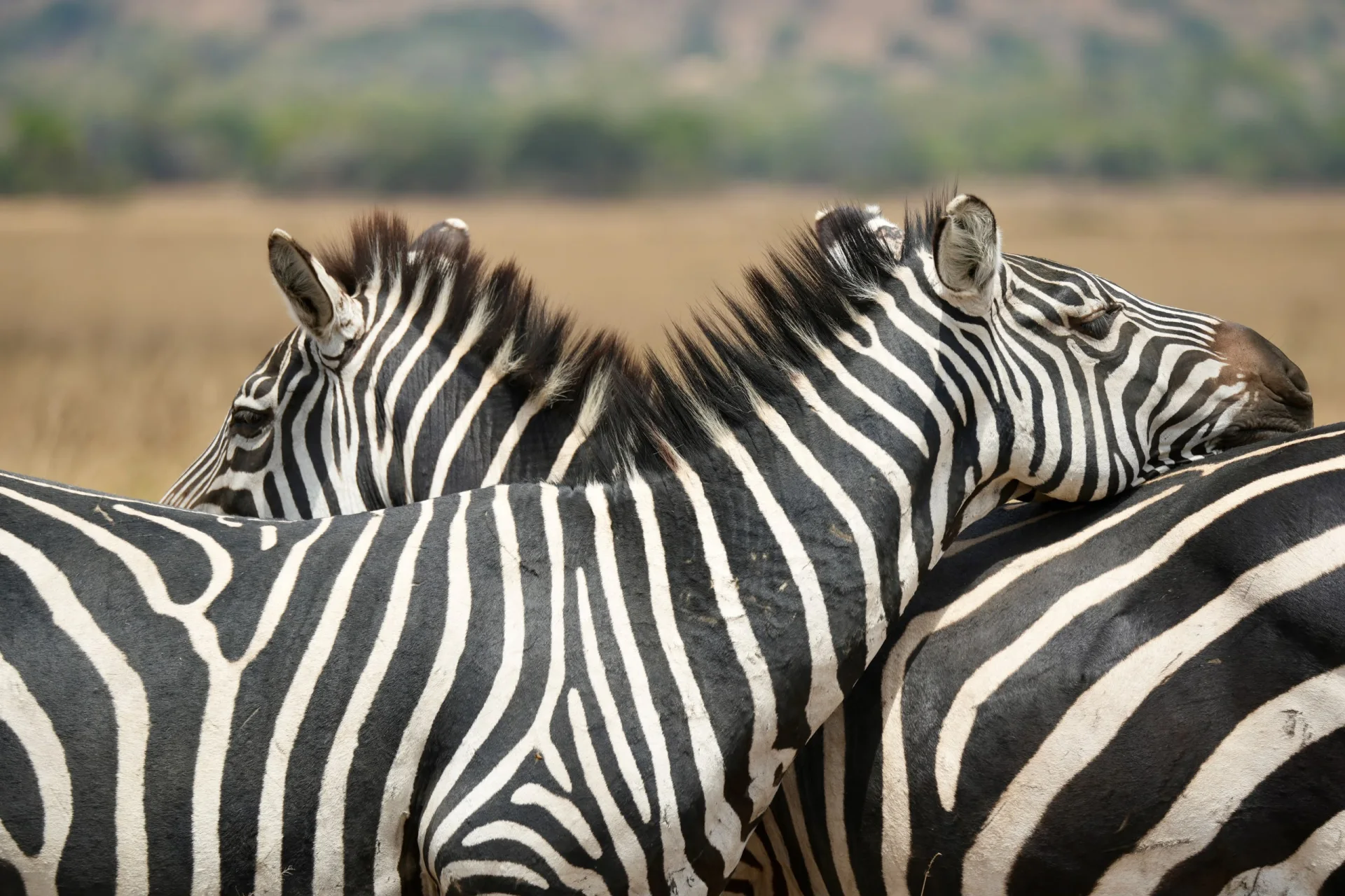 Zebra herd on safari